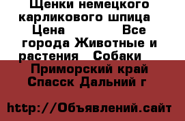 Щенки немецкого карликового шпица › Цена ­ 20 000 - Все города Животные и растения » Собаки   . Приморский край,Спасск-Дальний г.